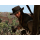 PlayStation Red Dead Redemption - 1533882 - zdjęcie 2